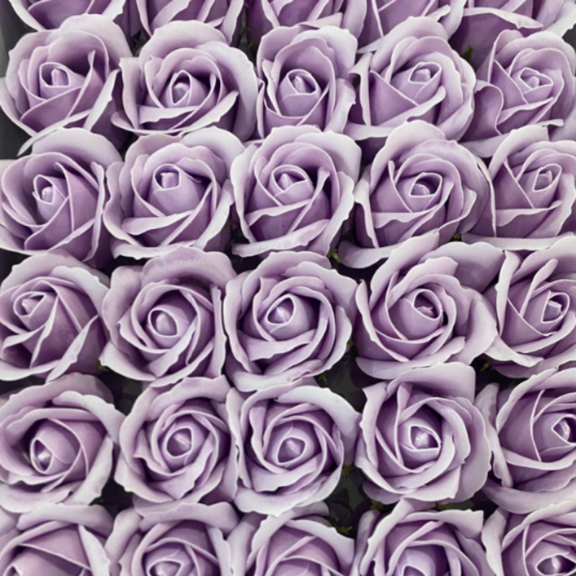 catalogo rosas