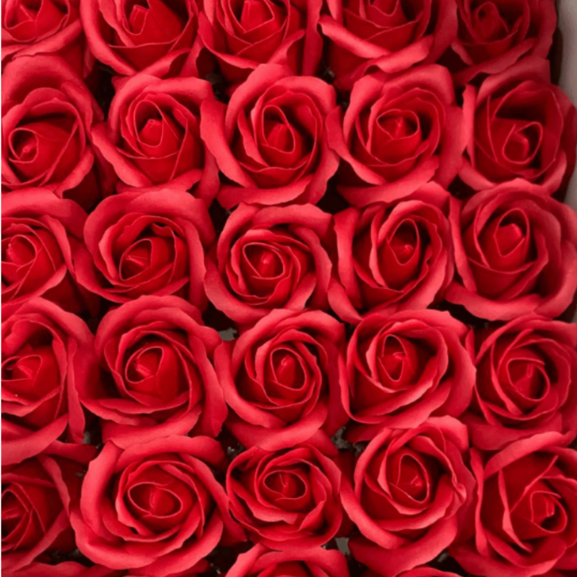 catalogo rosas