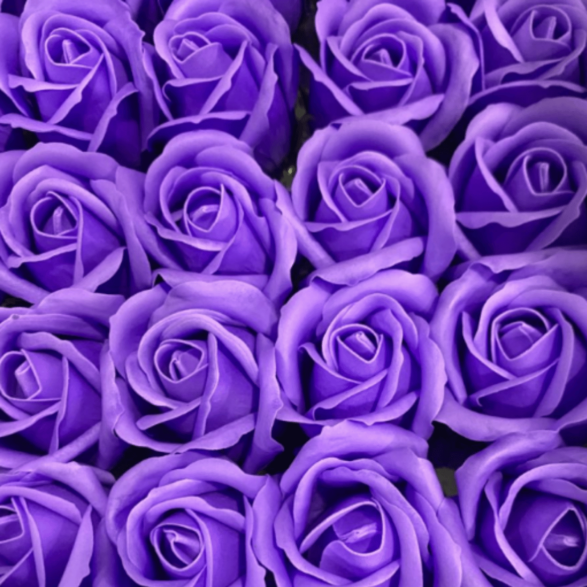 catalogo rosas