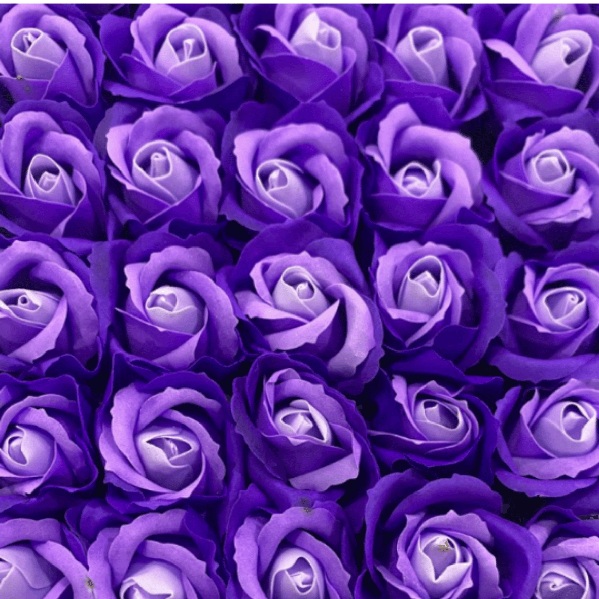 catalogo rosas
