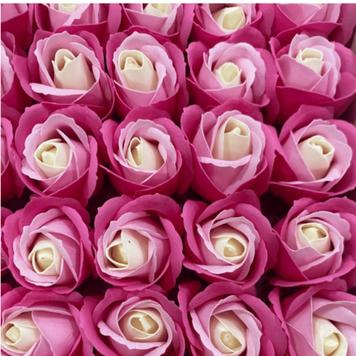 catalogo rosas